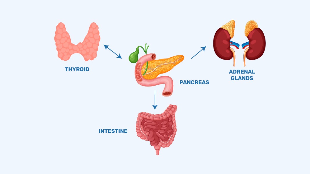 5-4-5 Hormones and Co-Existing Conditions in Type 1 Diabetes 